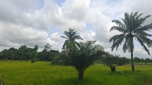 Youth Reforestation - Ebonyi 1
