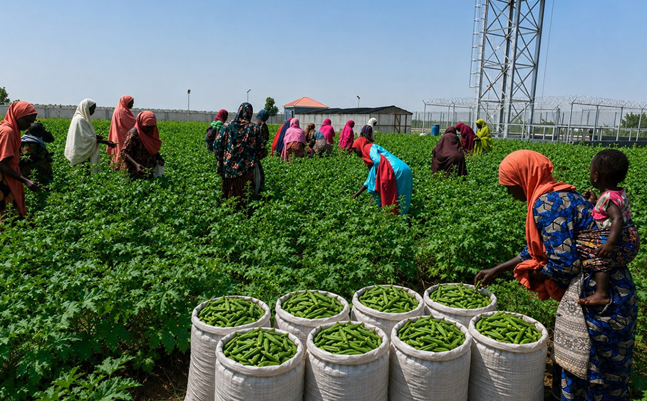 From Displacement to Resilience: How a Climate-Smart Agriculture Farm Is Restoring Hope for Female IDPs in Jibia, Katsina State From Displacement to Resilience: How a Climate-Smart Agriculture Farm Is Restoring Hope for Female IDPs in Jibia, Katsina State